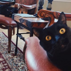 two black cats looking at camera